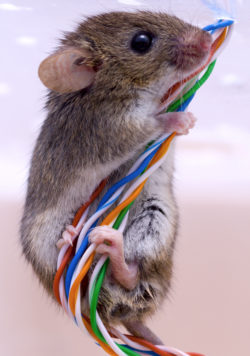 Mouse climbing up a computer cable