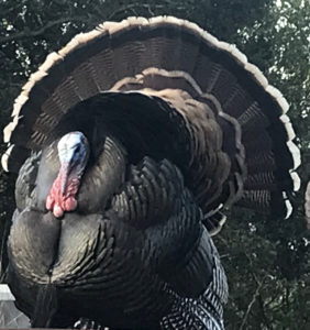 Picture of a wild turkey at Berkeley Lab